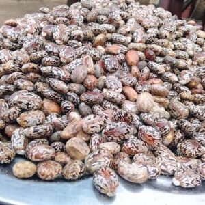Castor Seeds