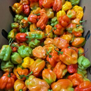 Red Chili(Habanero) and Green chili(Birds eye)