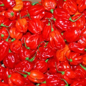 Chili Pepper