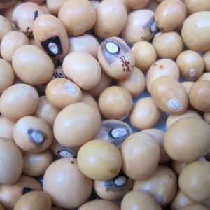 Bambara Nuts
