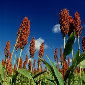 Sorghum