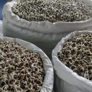 Moringa Seeds (Superfood)