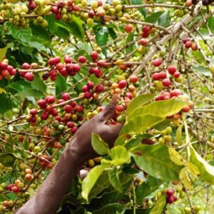 Mubuga COFFEE