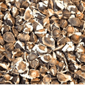 Moringa Seed