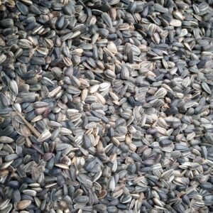 Sunflower Seeds