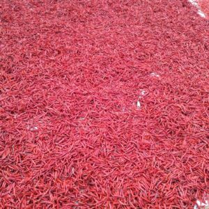 Dried Chili