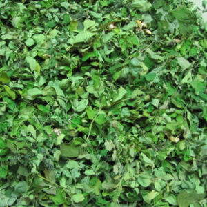 Moringa Leaves (Air Dried)
