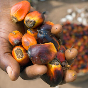 Oil Palm