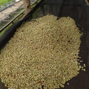 SAN COFFEE – Specialty Grade Coffee