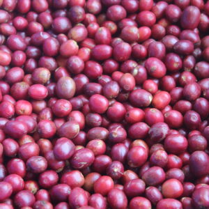 Impexicor Coffee