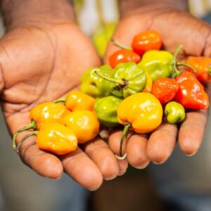 Chili Pepper