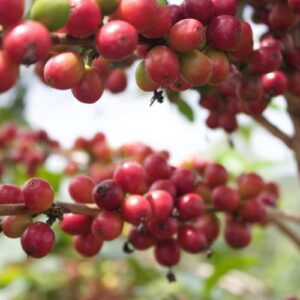 Arabica Red Bourbon Coffee