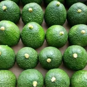 AVOCADO