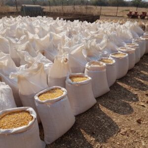 MAIZE BRAN From MAIZE GRAIN