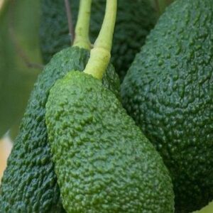 Rwandan Avocado