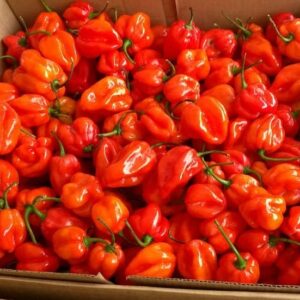 Habanero Pepper