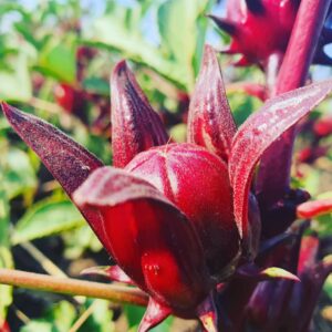 Dried hibiscus flowers (Roselle)