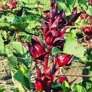Dried hibiscus flowers (Roselle)