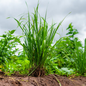 Dried Lemongrass