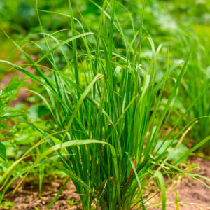 Dried Lemongrass