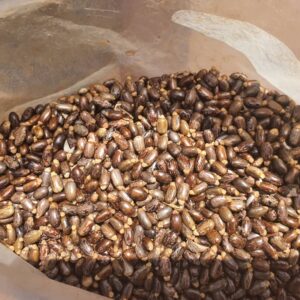 Organic Castor Beans