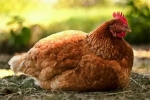 Livestock and Meat