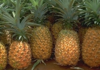 Fruits